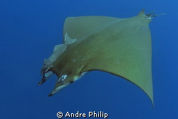 the nice olive green backside of a mobula ray by Andre Philip 